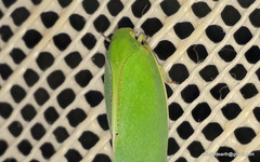 Hamana