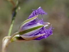Thysanotus baueri