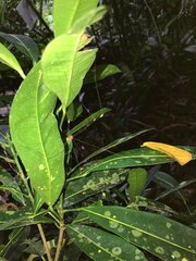 Pseudogagrella splendens