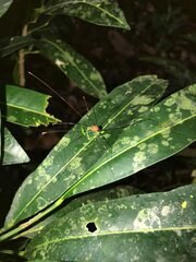 Pseudogagrella splendens