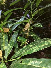 Pseudogagrella splendens