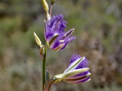 Thysanotus baueri