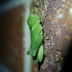 Ecphantus quadrilobus