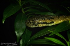 Boiga ceylonensis