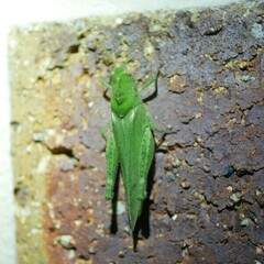 Ecphantus quadrilobus