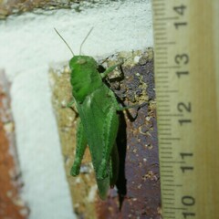 Ecphantus quadrilobus