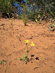 Goodenia fascicularis
