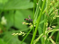 Cylindromyia intermedia