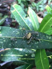 Polyrhachis sexspinosa