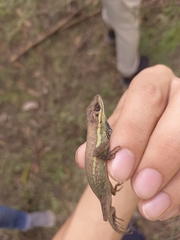 Anolis auratus