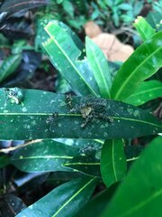 Polyrhachis sexspinosa
