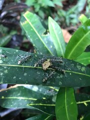 Polyrhachis sexspinosa