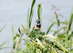 Luscinia svecica