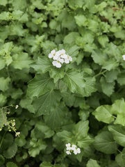 Cardamine cordifolia