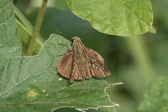 Polytremis lubricans