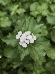 Cardamine cordifolia