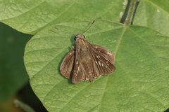 Polytremis lubricans