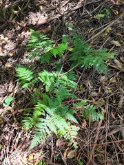 Calochlaena dubia