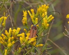 Crossidius suturalis