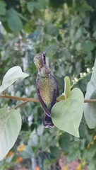 Cynanthus latirostris