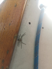 Philodromus margaritatus