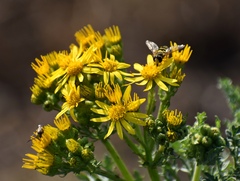 Syrphus opinator