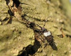 Pogonocherus hispidulus