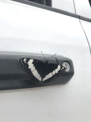 Limenitis weidemeyerii