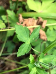 Geranium thunbergii