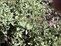 Chenopodium parabolicum