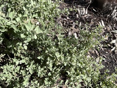 Chenopodium parabolicum