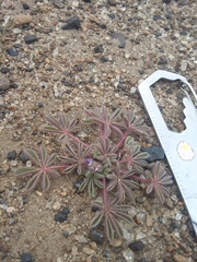 Lupinus brevicaulis