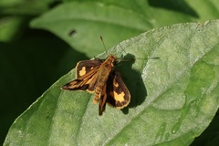 Taractrocera archias