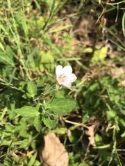 Geranium thunbergii