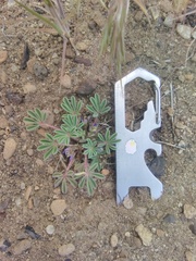 Lupinus brevicaulis