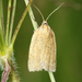 Obscure Tortrix - Photo (c) Julien Renoult, some rights reserved (CC BY), uploaded by Julien Renoult