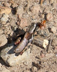 Melanoplus franciscanus