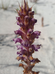 Orobanche cernua