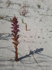 Orobanche cernua