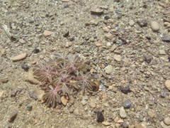 Lupinus brevicaulis