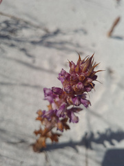 Orobanche cernua