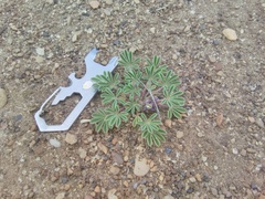 Lupinus brevicaulis