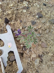 Lupinus brevicaulis