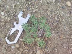 Lupinus brevicaulis