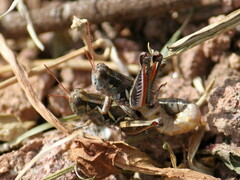 Melanoplus lakinus
