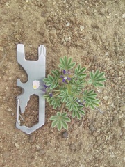 Lupinus brevicaulis