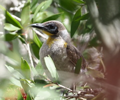 Philemon citreogularis