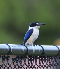 Todiramphus macleayii