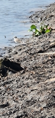 Charadrius marginatus