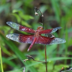 Camacinia gigantea